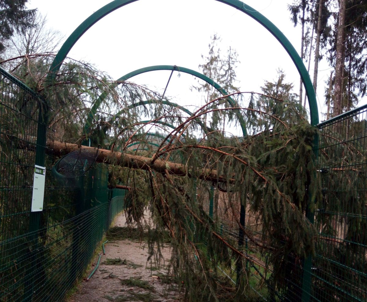 Sturmschäden