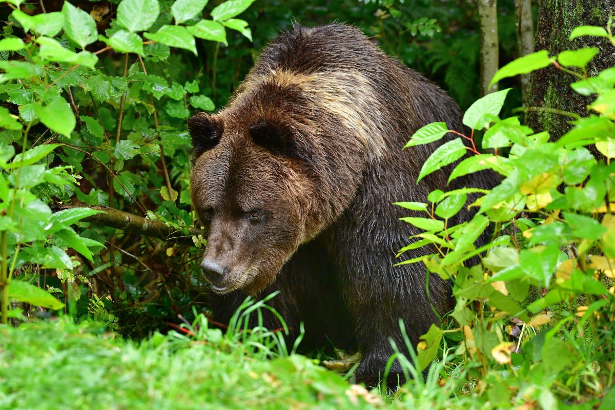 Braunbär POLDI