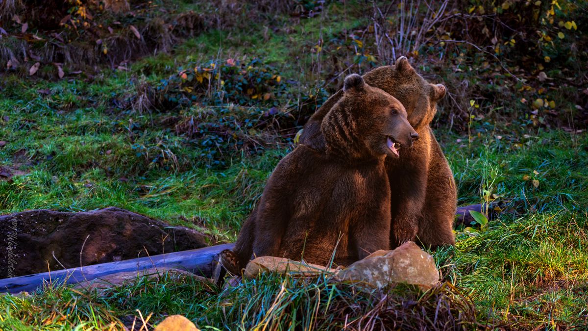 Bären im Abendrot