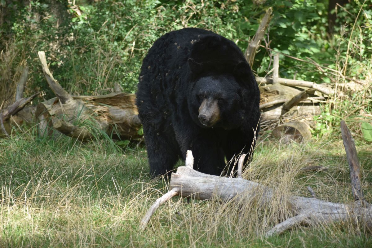 Schwarzbär JIMMY in den Freianlagen