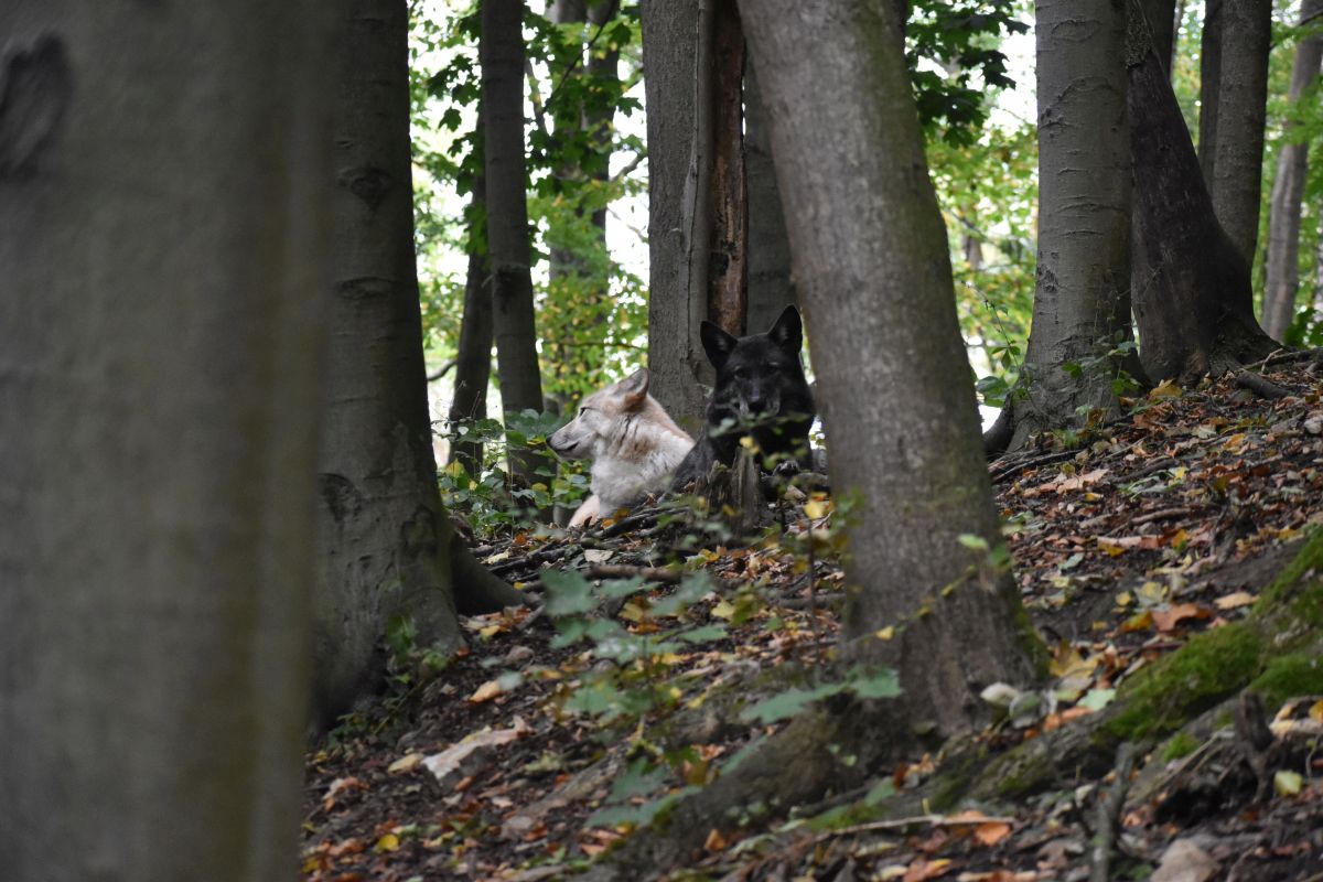 RAIK und RONJA Ronja und Raik