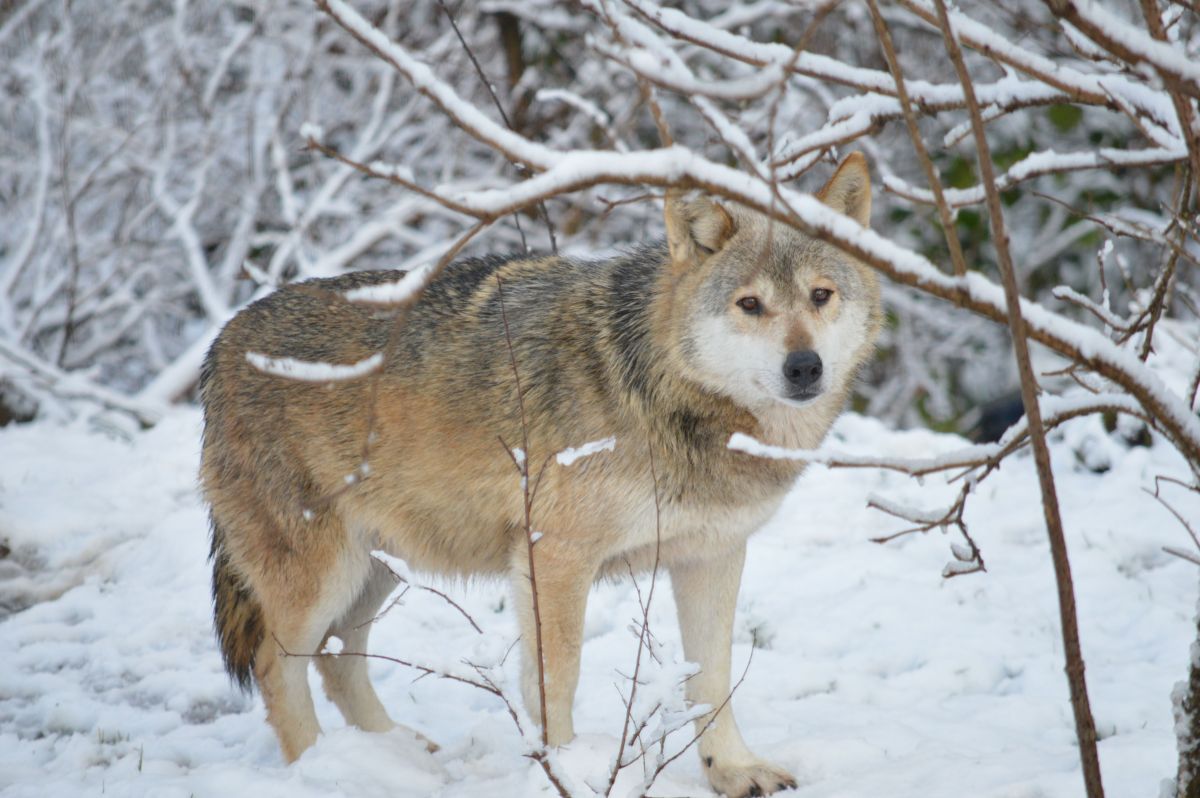 Wolf im Schnee