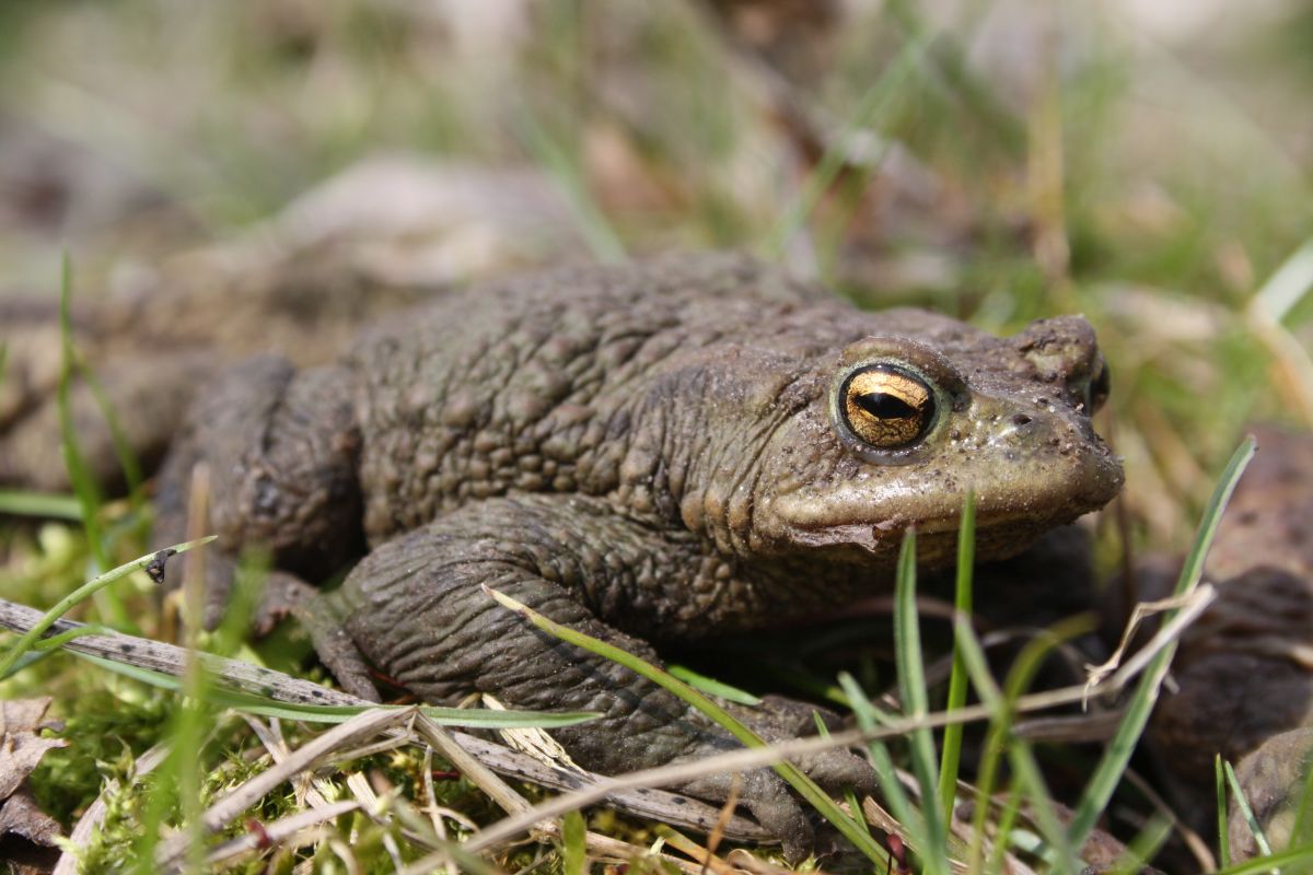Erdkröte