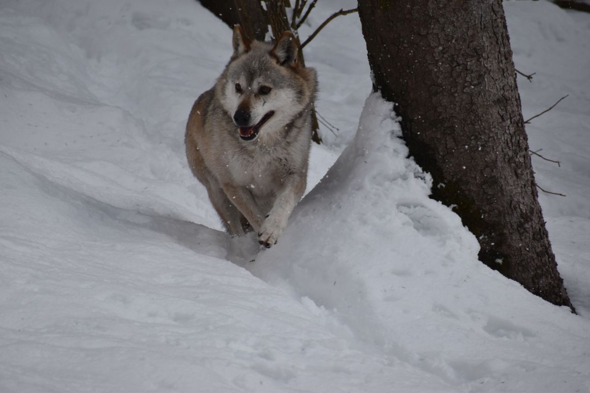 Wolf im Schnee