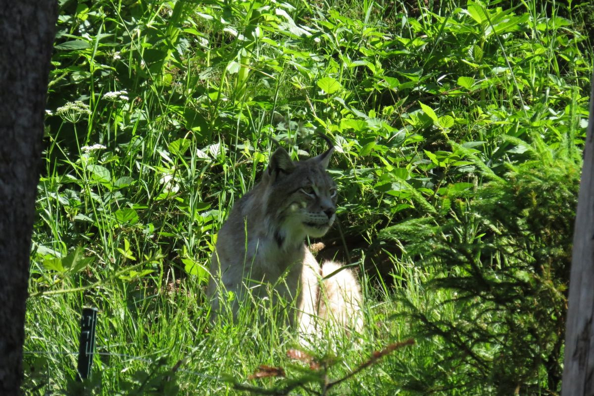 Luchs CATRINA