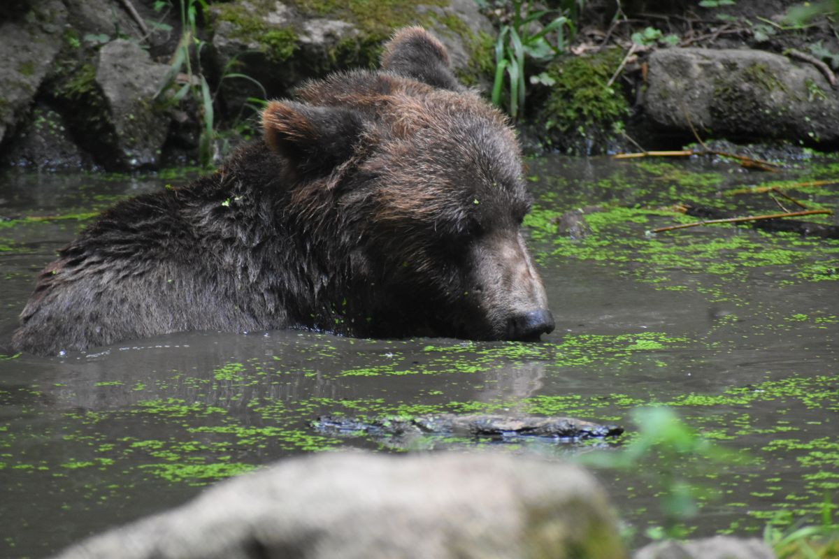 Braunbär PARDO im Wasser