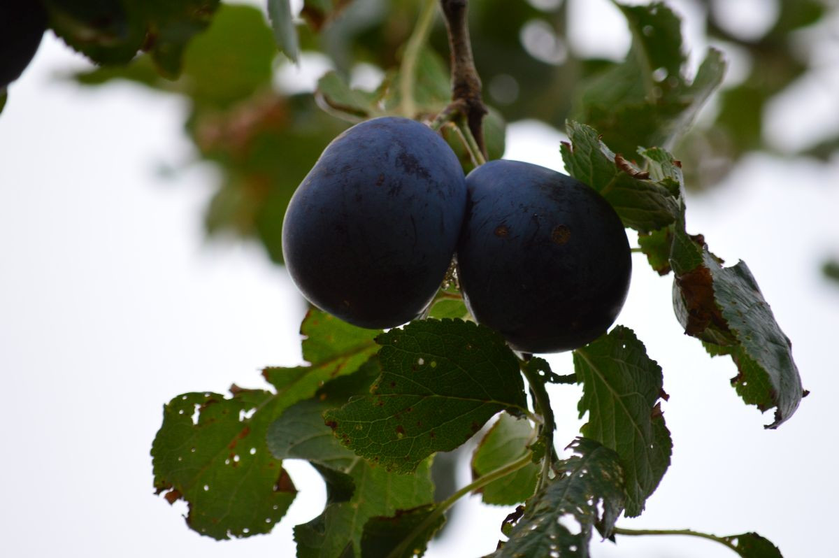 Pflaumen am Baum