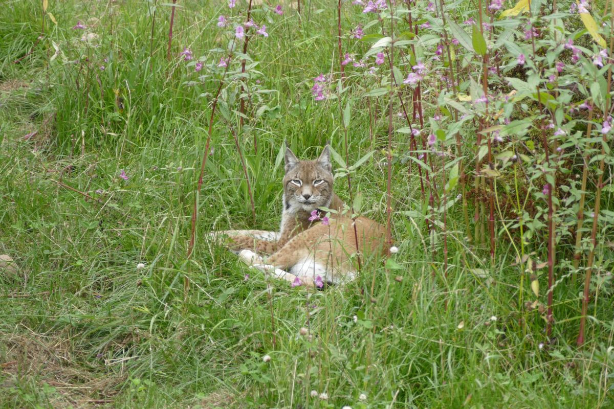 Luchs im Dickicht