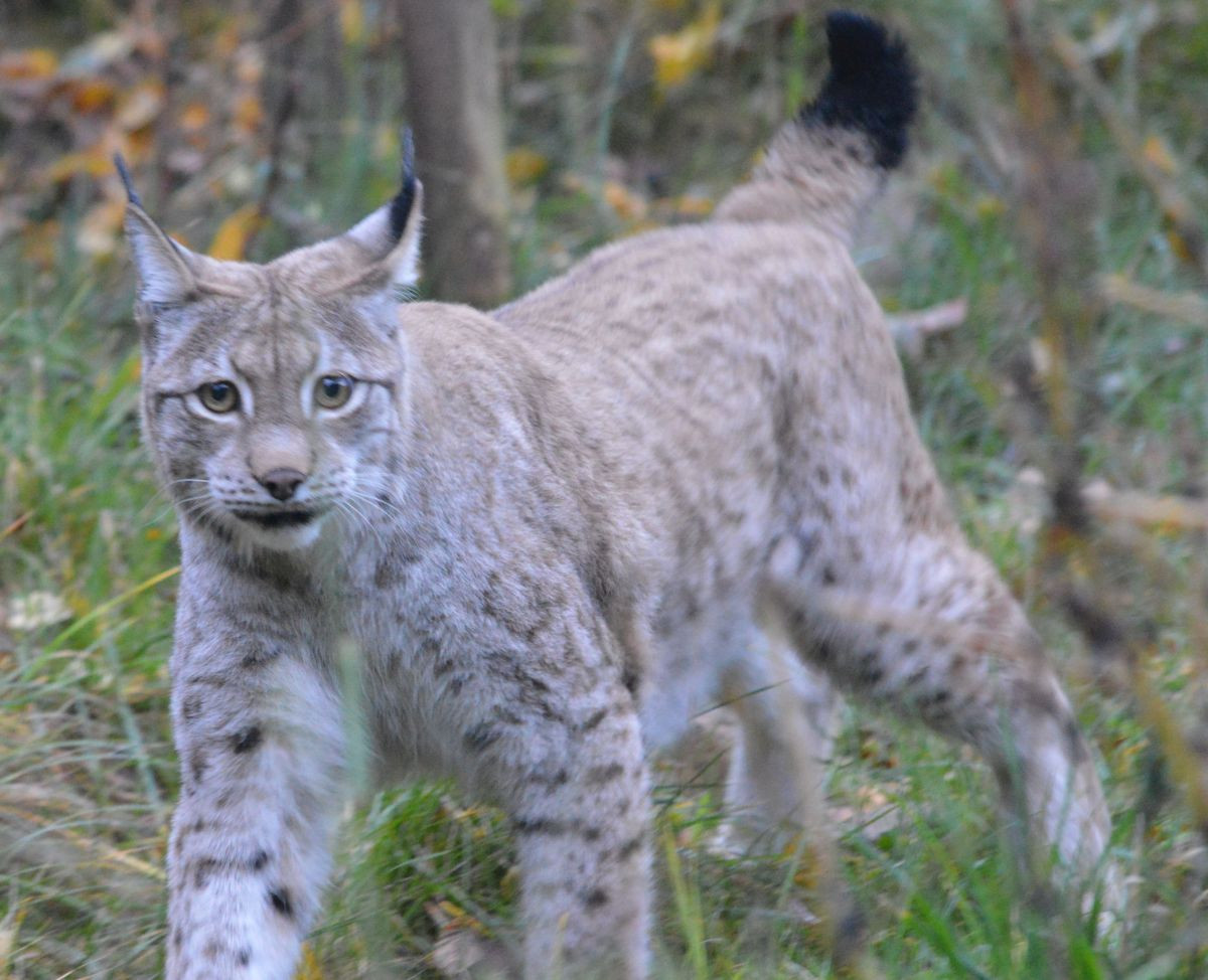 Dem Tod entkommen: Luchs HERO