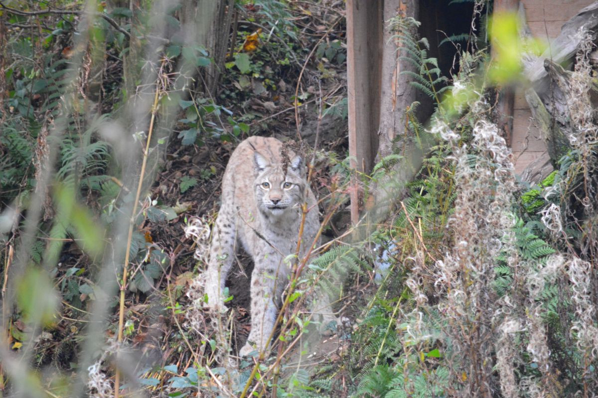 Luchs HERO
