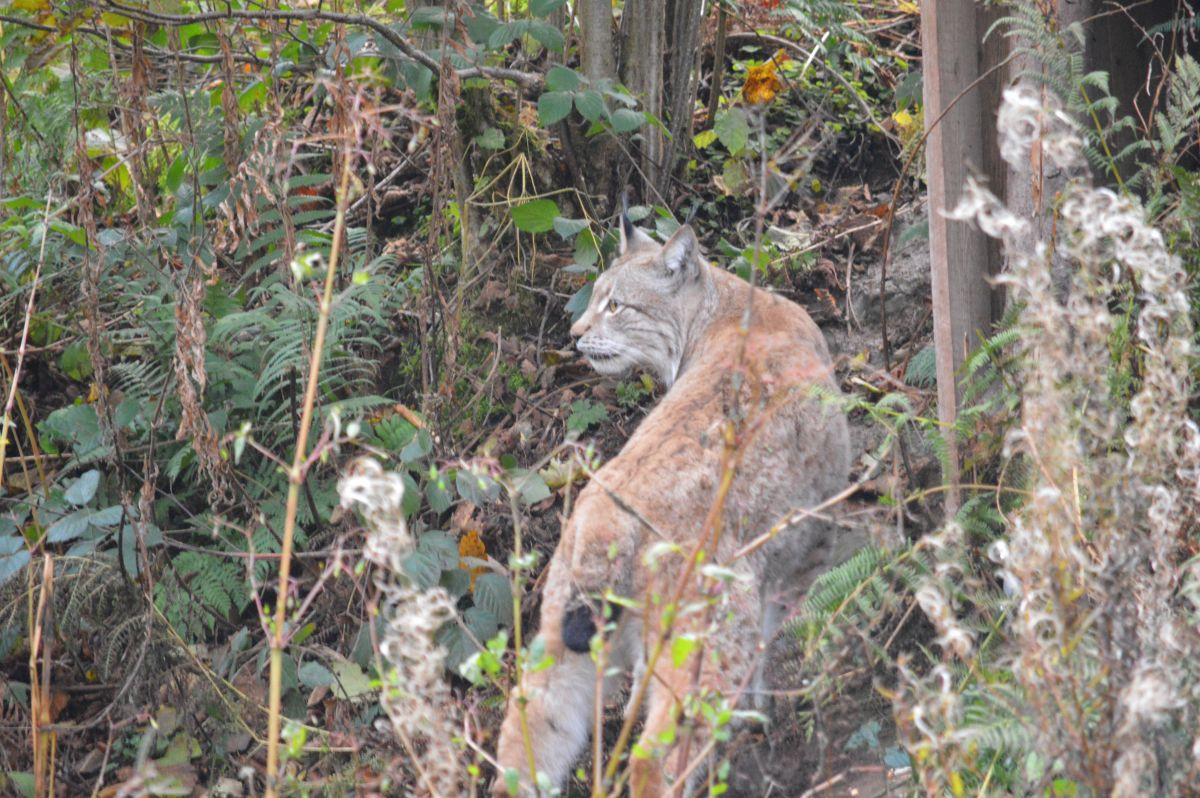 Genießt das Dickicht: Luchs HERO