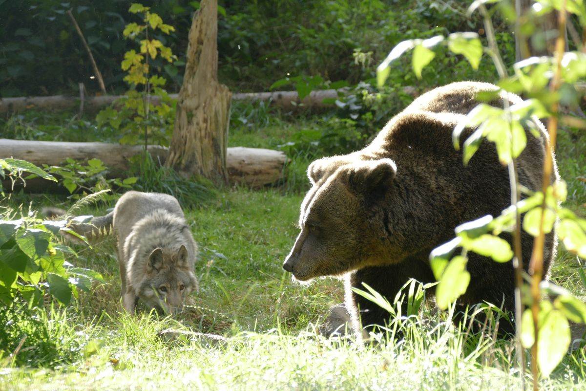 GAIA und JURKA