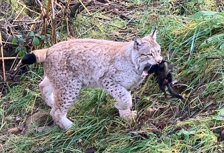 Luchs mit Beute