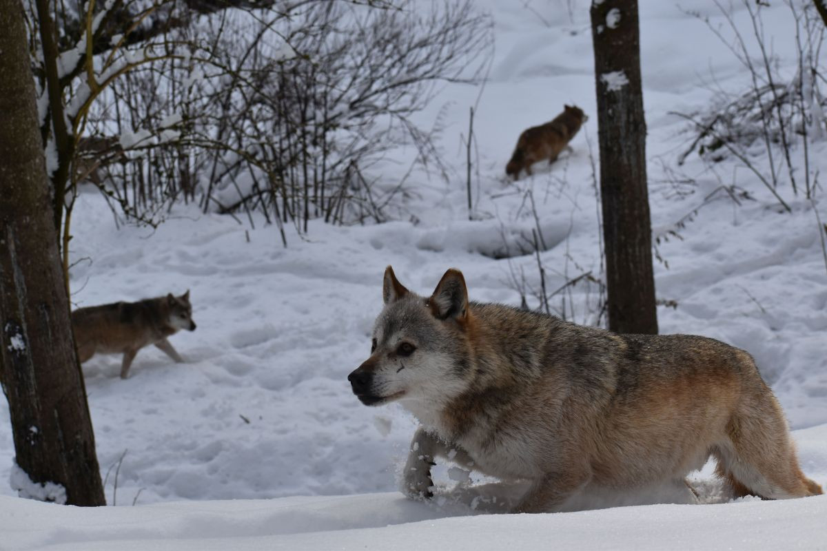 Wölfe im Schnee