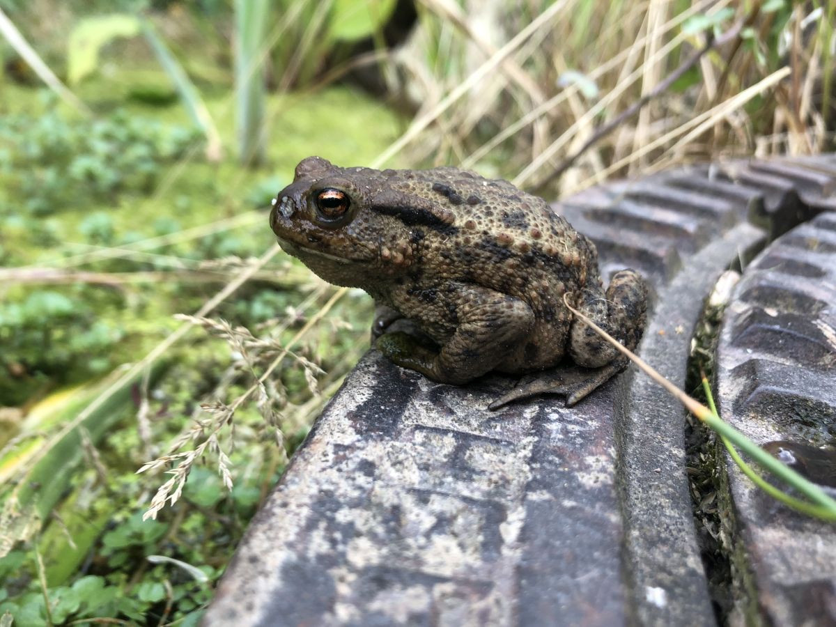 Naturnahe Freianlagen bieten auch kleinen Tieren ein Zuhause