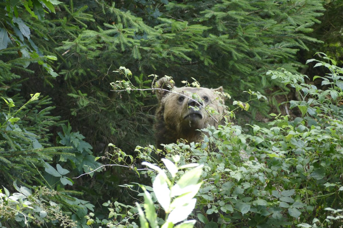 Braunbär ARTHOS