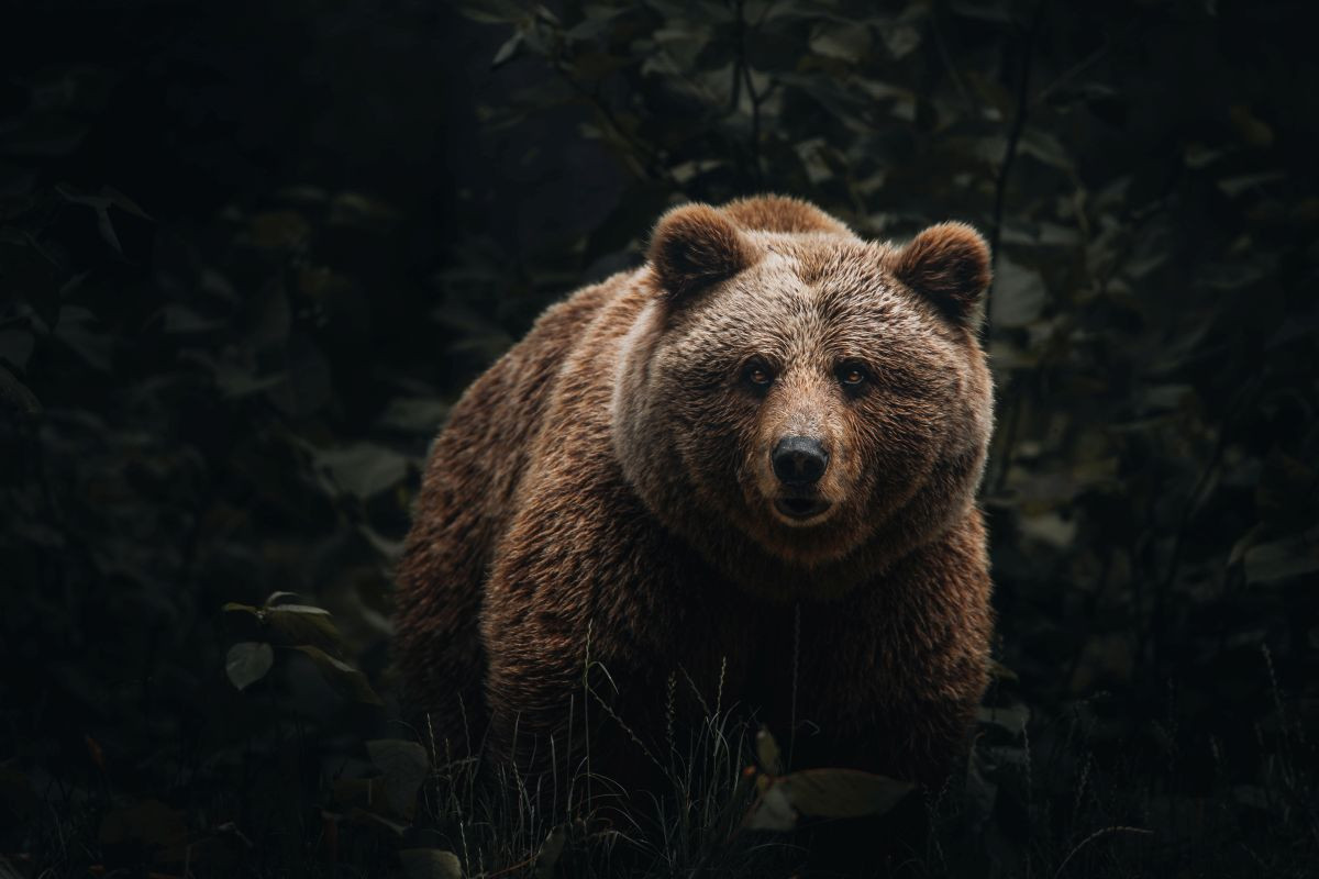 ISA ist BRUNOs Halbschwester aus dem Trentino 