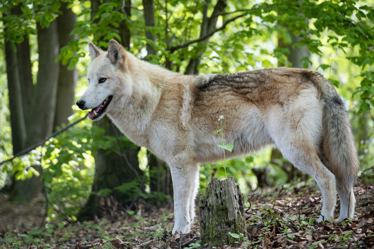 Wolfsforscher