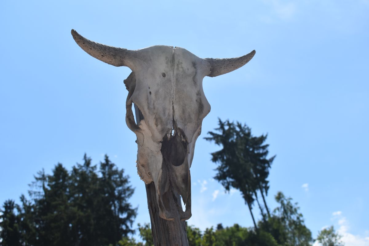 2023-07-14_awbs_vorbereitungen_powwow_2.jpg