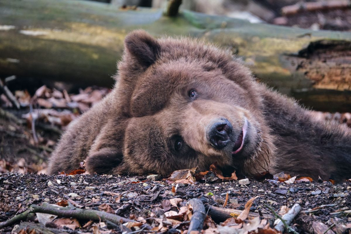 Übernimm eine Patenschaft, die Bären wie PARDO das Leben retten