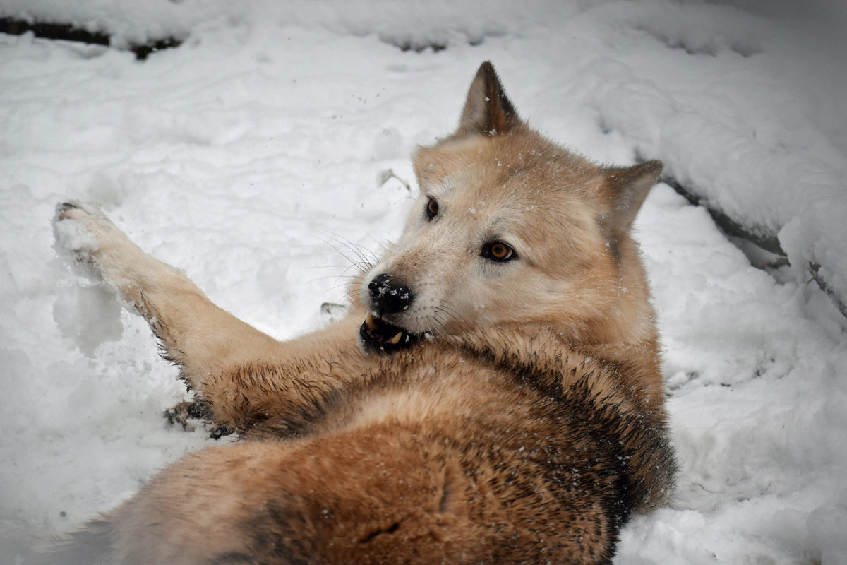 RAIK im Schnee