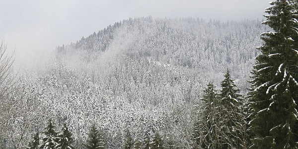 verschneiter Wald - Blick aus einem unserer Bärenparks