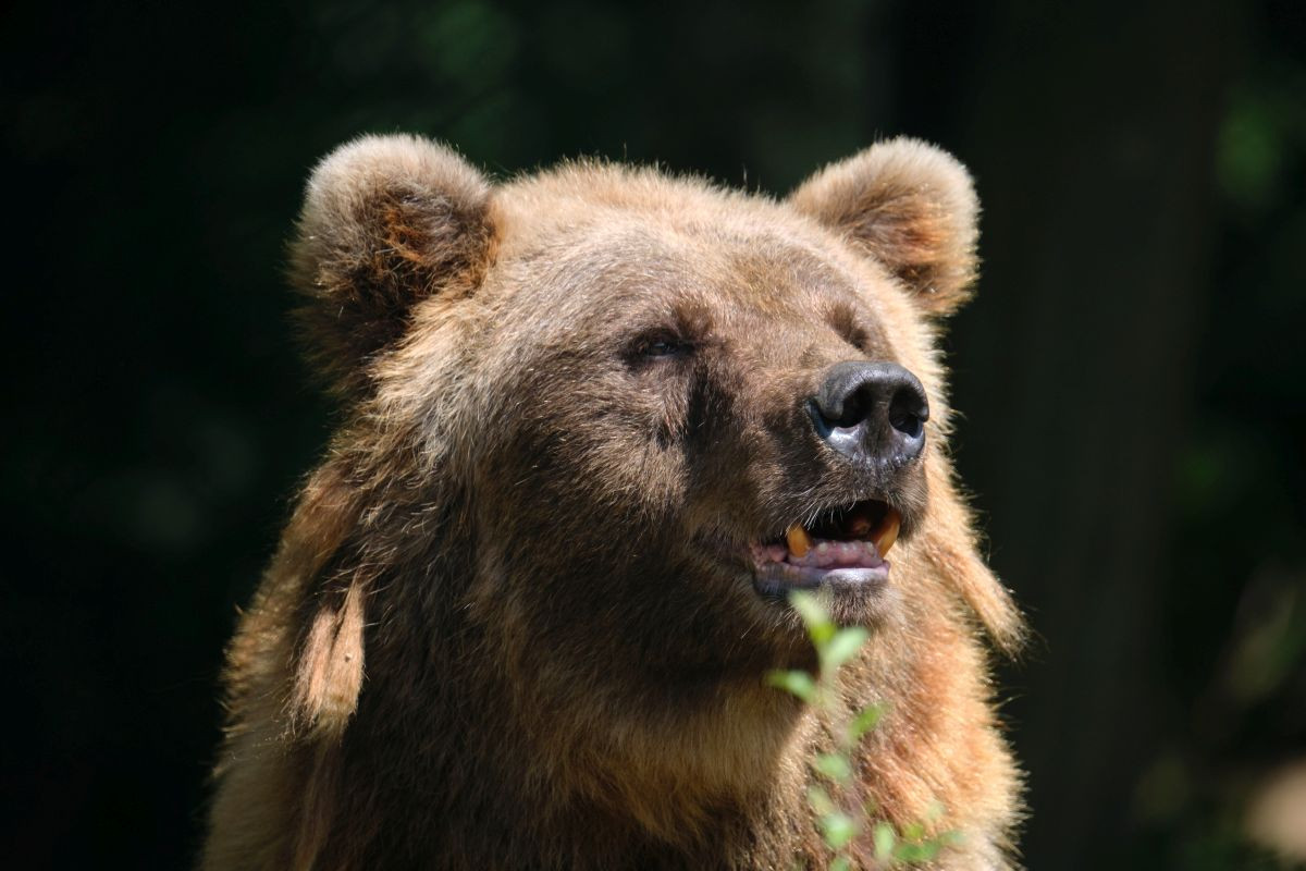 Bärin DORO wurde über 25 Jahre im Zoo ausgestellt. 