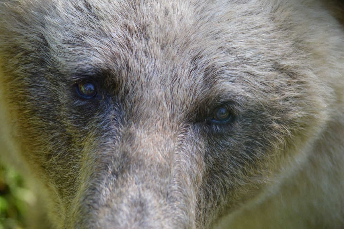 Bärin DARIA wurde über 25 Jahre im Zoo ausgestellt. 