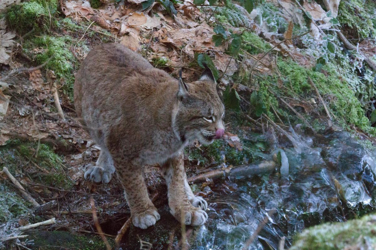 Luchs ELA [T. Hemauer]