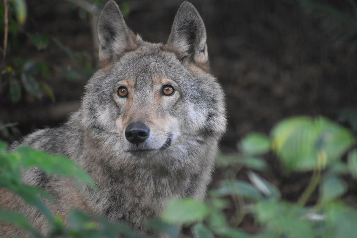 Wildes Wochenende am 8. und 9. Juni 2024