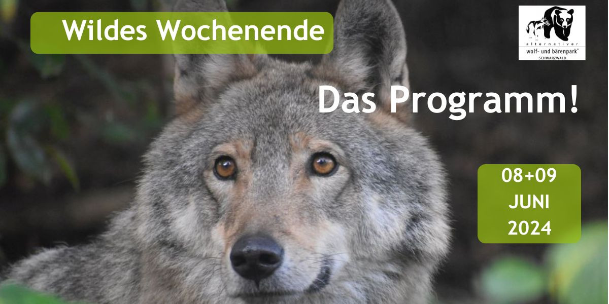2024-05-26_wildes_wochenende.jpg