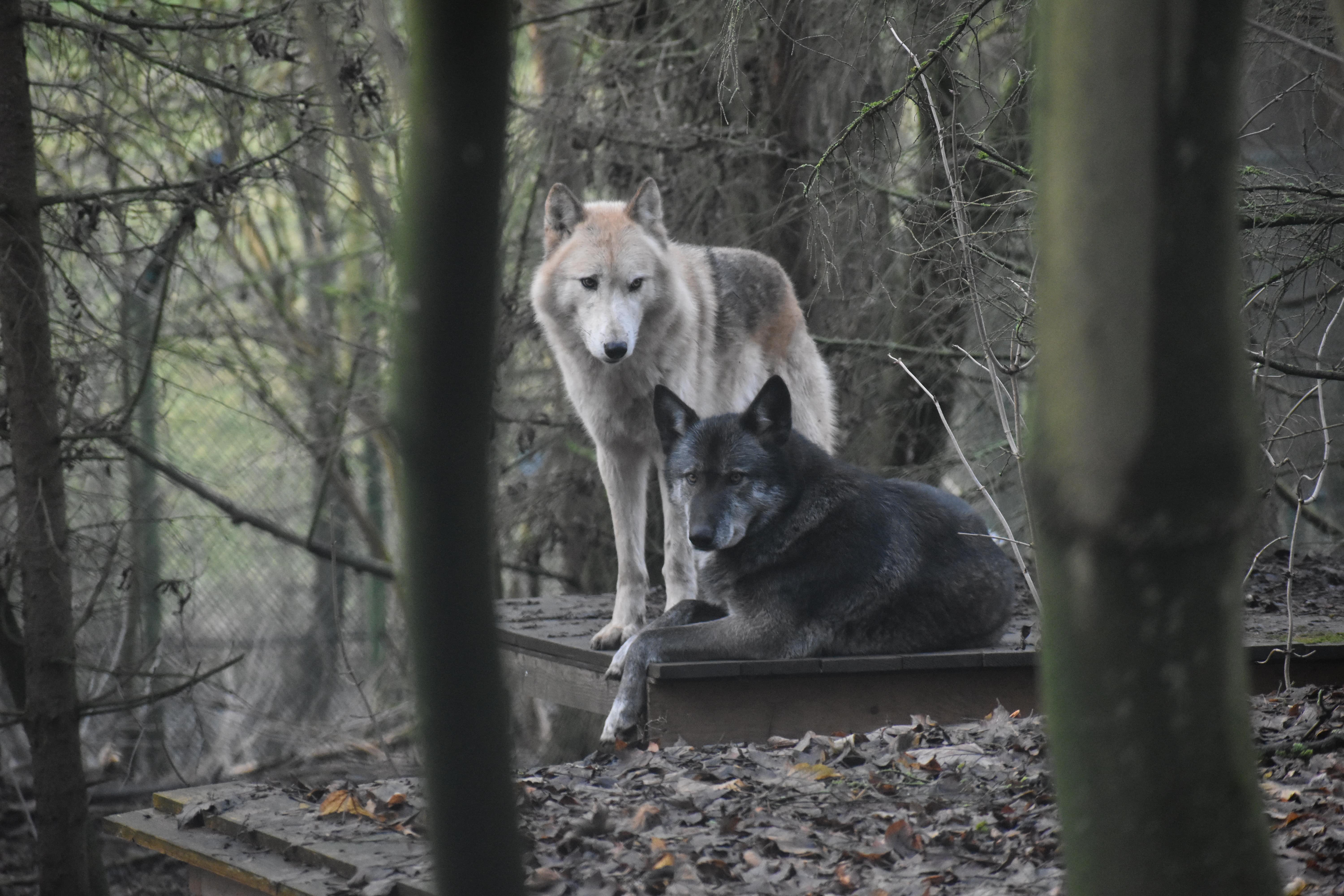 Wolfshybriden in Worbis