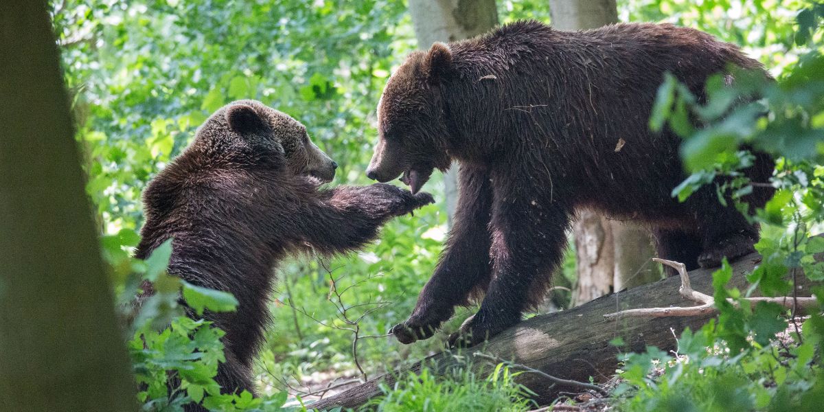 DAGGI und PARDO im Alternativen Bärenpark Worbis