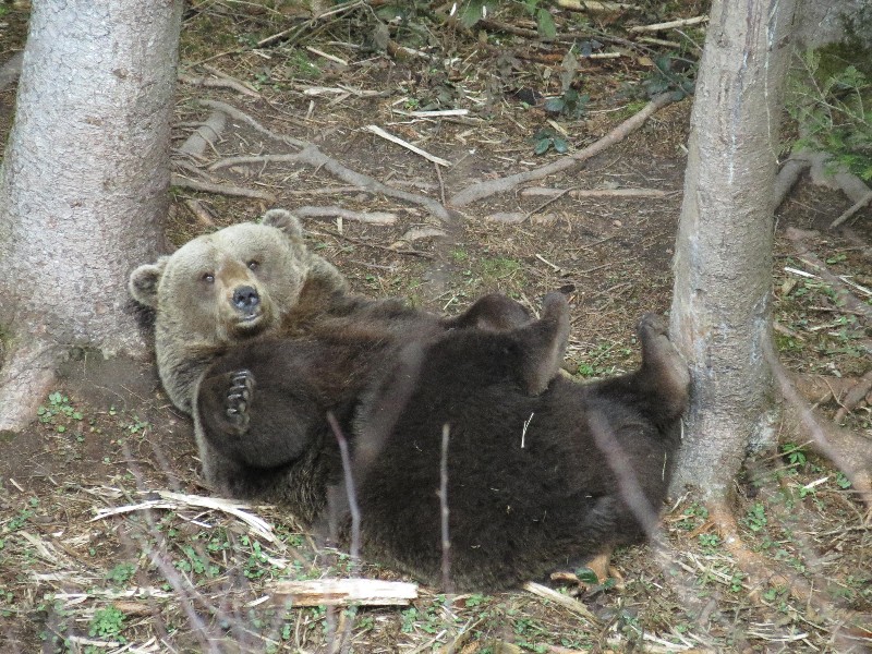 2013-04-14-bericht-ausflugsziel-baerenpark-fotos-besucher-006.jpg