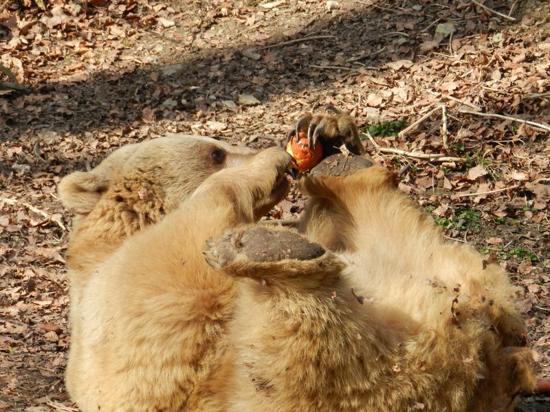 2015 03 30 fruehjahr baerenpark worbis 1