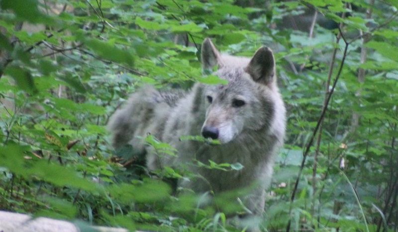 Wolf Milan aus dem Bärenpark Worbis