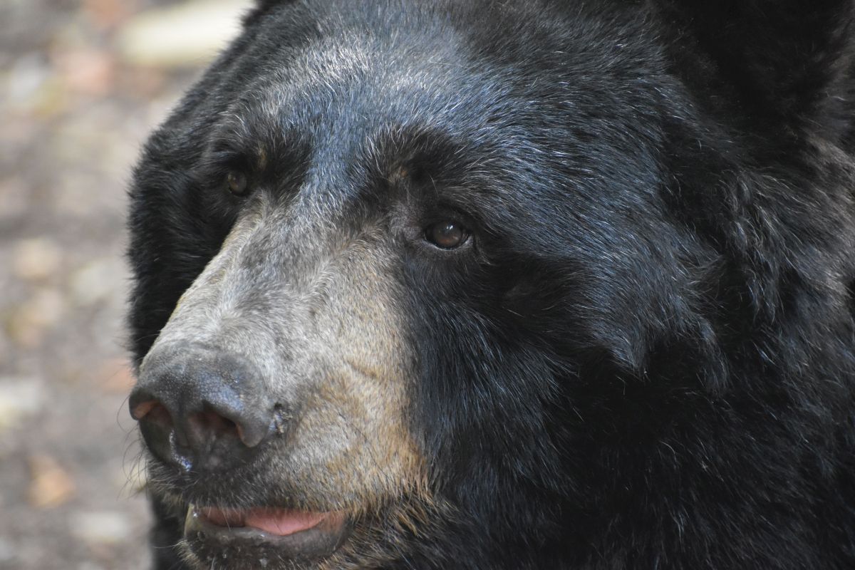 Null Toleranz für Tierquälerei Welttierschutztag