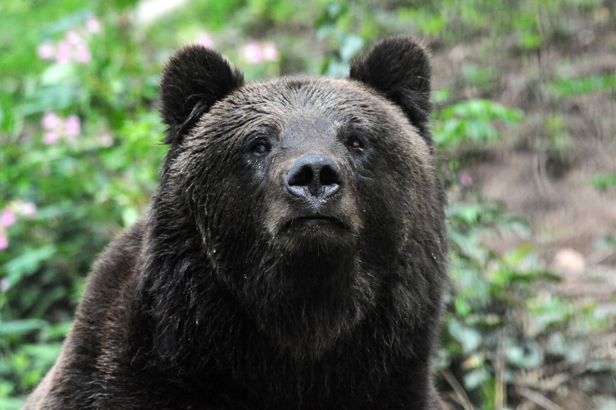 Bär SCHAPI