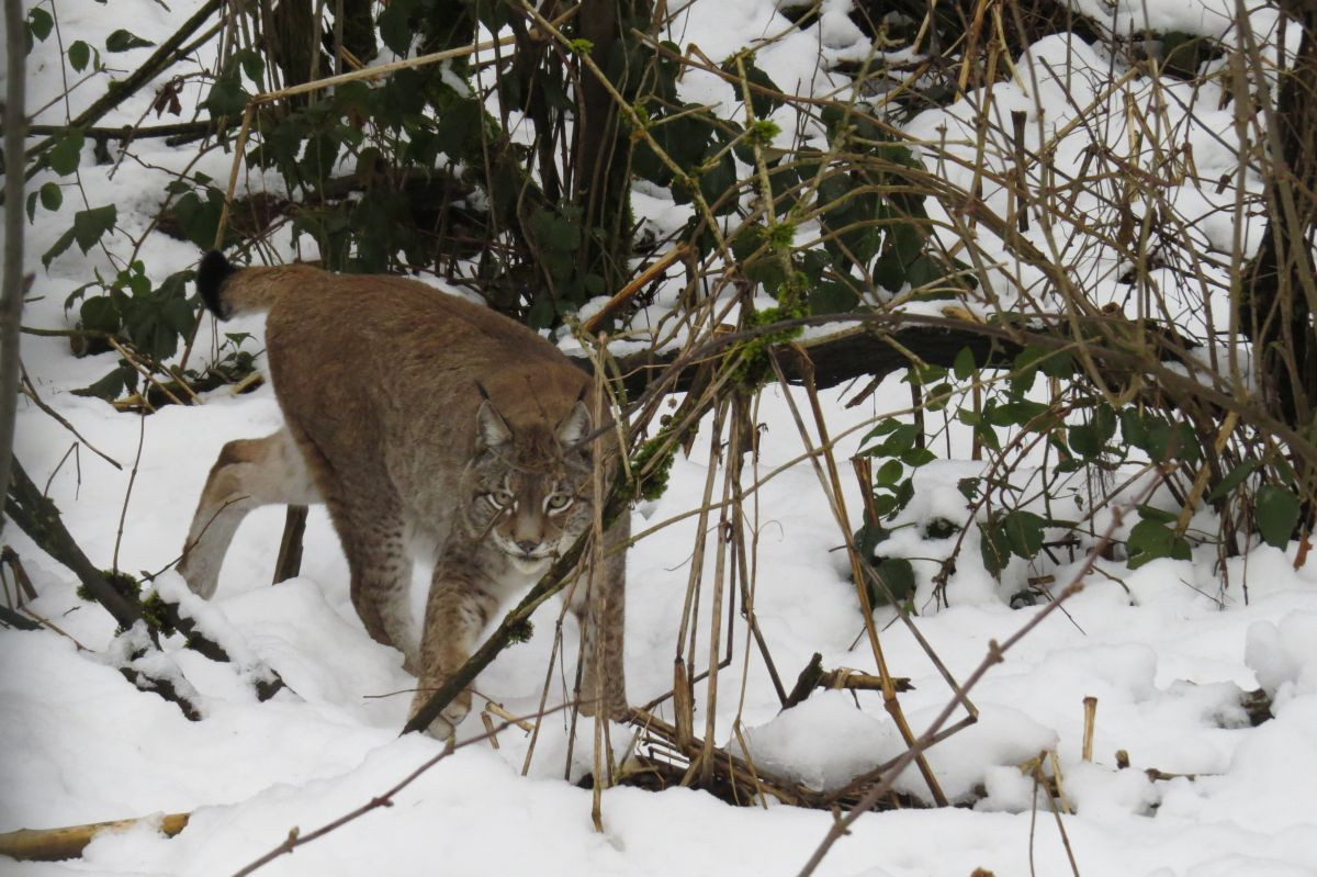 ELA im Schnee