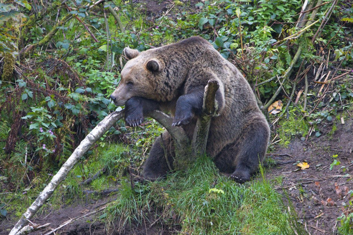 Braunbär ARIAN