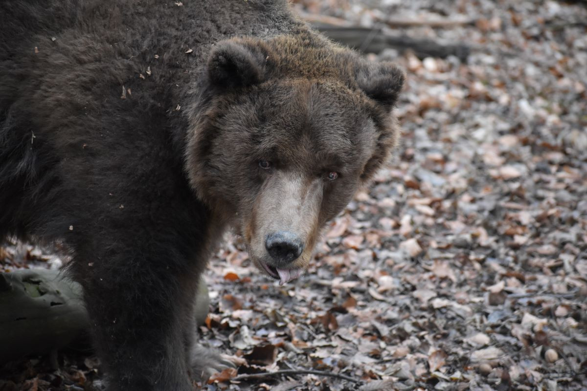 Braunbär PARDO