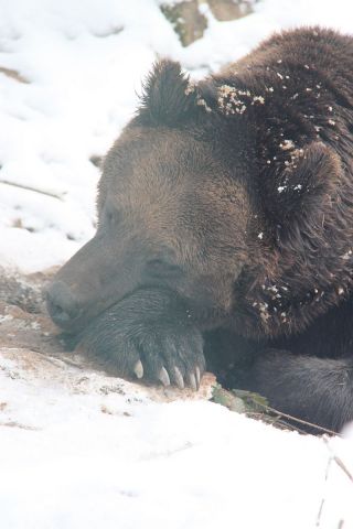 Ein bärenstarkes Jahr geht zu Ende-Der Bärenpark dankt all seinen