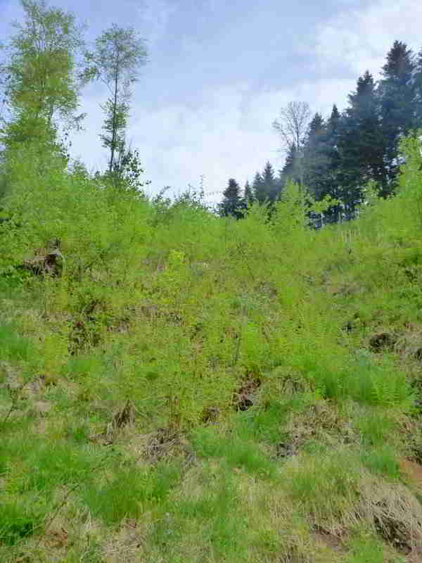 So können die Bären-Drillinge aus Lausitz zukünftig im Bärenpark leben