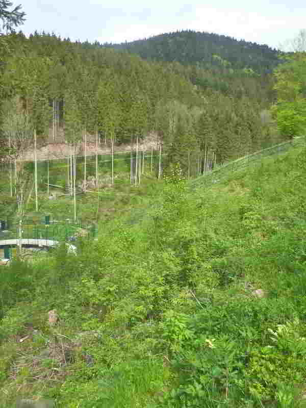 So können die Bären-Drillinge aus Lausitz zukünftig im Bärenpark leben