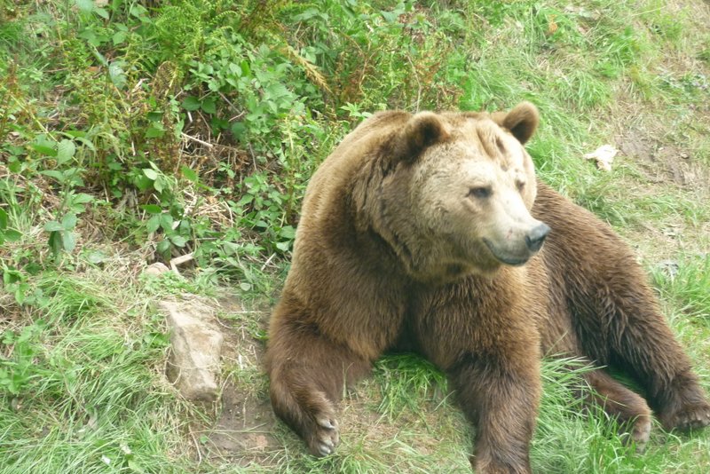 2012-06-15-baer-bodo-ein-naturerlebnis-01