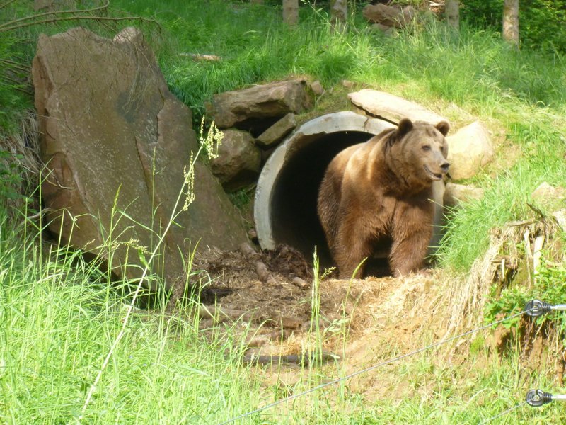 2012-06-15-baer-bodo-ein-naturerlebnis-02