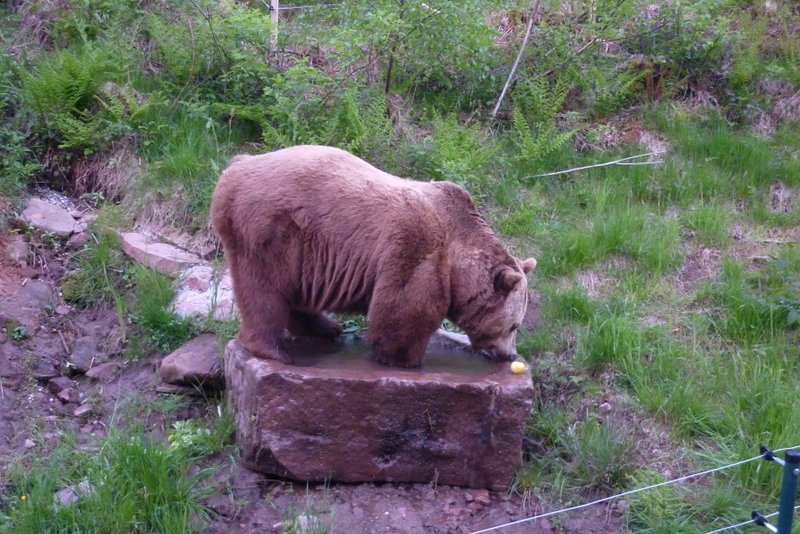 2012-06-15-baer-bodo-ein-naturerlebnis-03