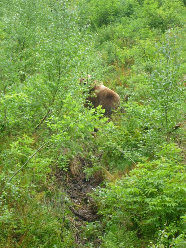 2012-06-15-baer-bodo-ein-naturerlebnis-05