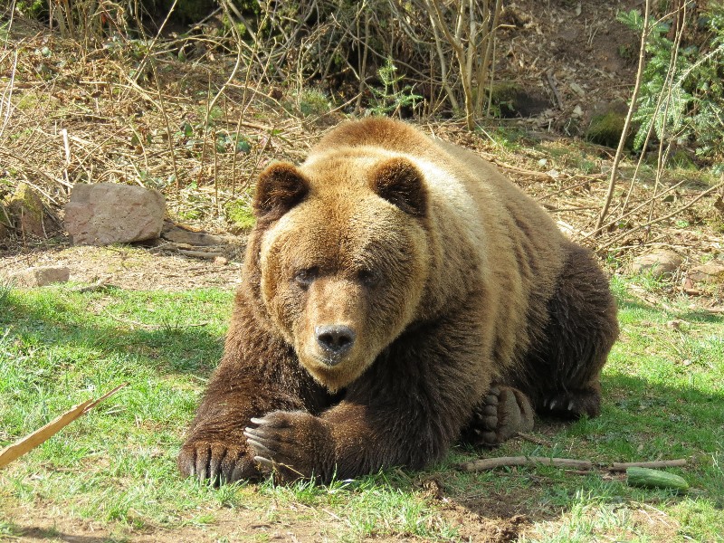 2013-04-14-bericht-ausflugsziel-baerenpark-fotos-besucher-001