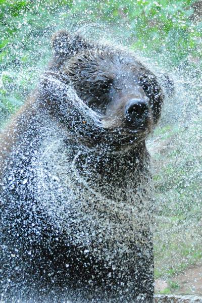 Bär Schapi liebt es spritzig